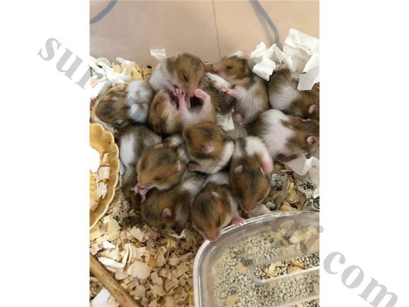 Hamster ve Tüm İhtiyaçları Adrese Teslim Kapıda Ödeme