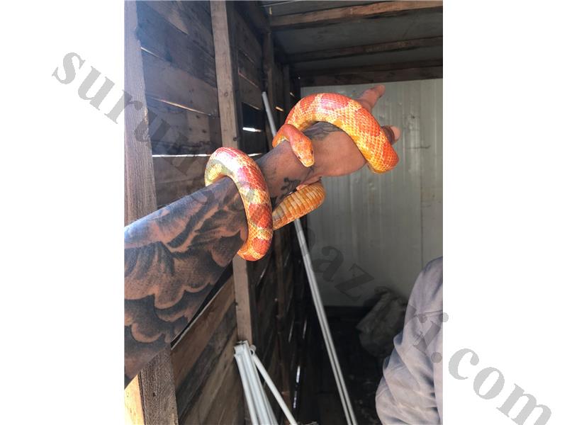 PrehistoricPets garantisi ile 3,5 yaşında dişi