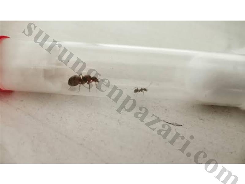 kargo BEDAVA Kraliçe karınca 