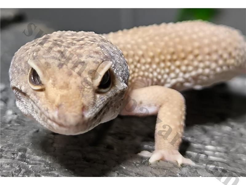 Leopar Gecko 
