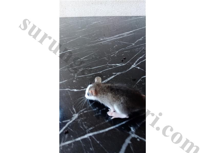 Rat yavrusu cinsiyetini bilmiyorum isirmiyor ele geliyor