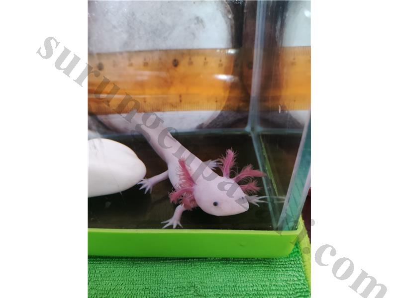 17 cm Axolotl 