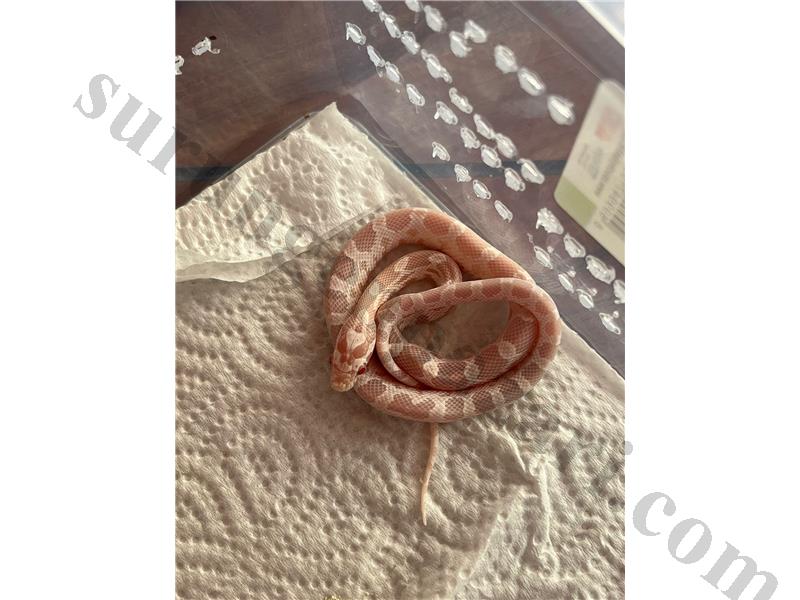 Yavru Corn yılanları kaçmazzz