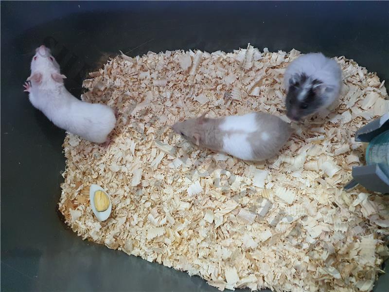 Bursa içi yavru hamster