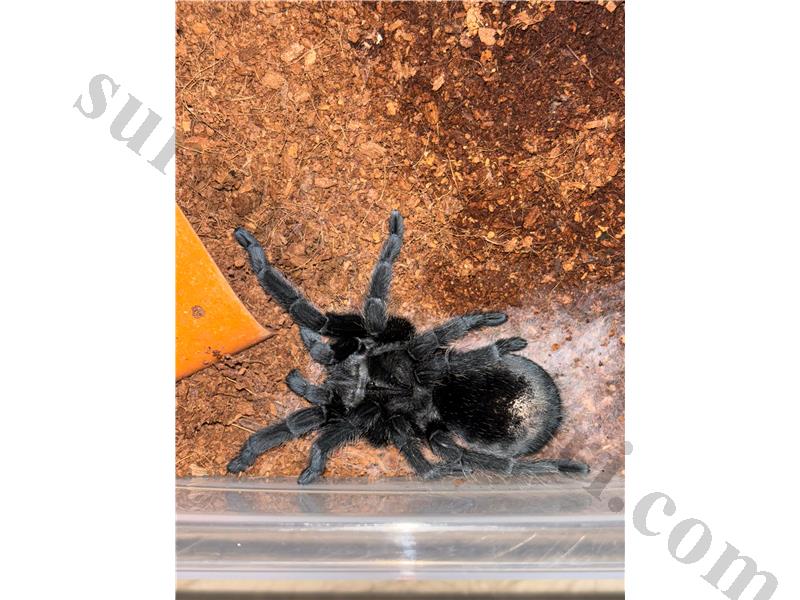 Grammostola Pulchra Dişi Erkek Çift L9-L10