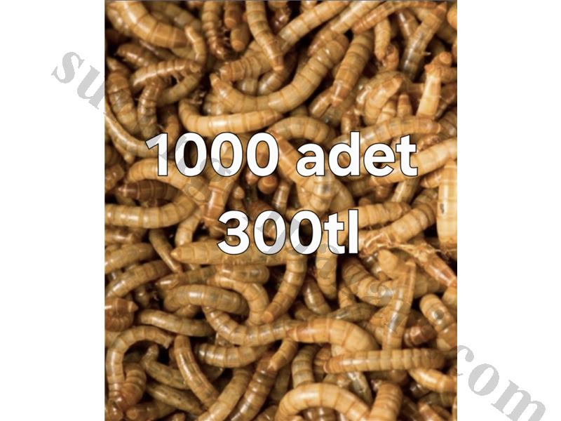 Unkurdu canlı