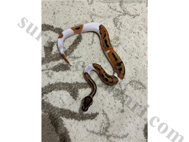 Koleksiyonluk isteyenlere pied balll