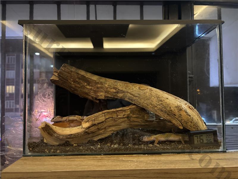 LEOPARD GECKO 1 erkek 1 dişi