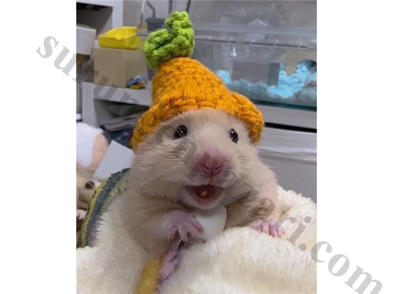 Hamster ve Tüm İhtiyaçları Adrese Teslim Kapıda Ödeme
