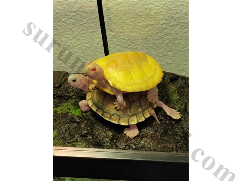 Adresinize Teslim Su Kaplumbağaları ve Tüm Malzemeleri