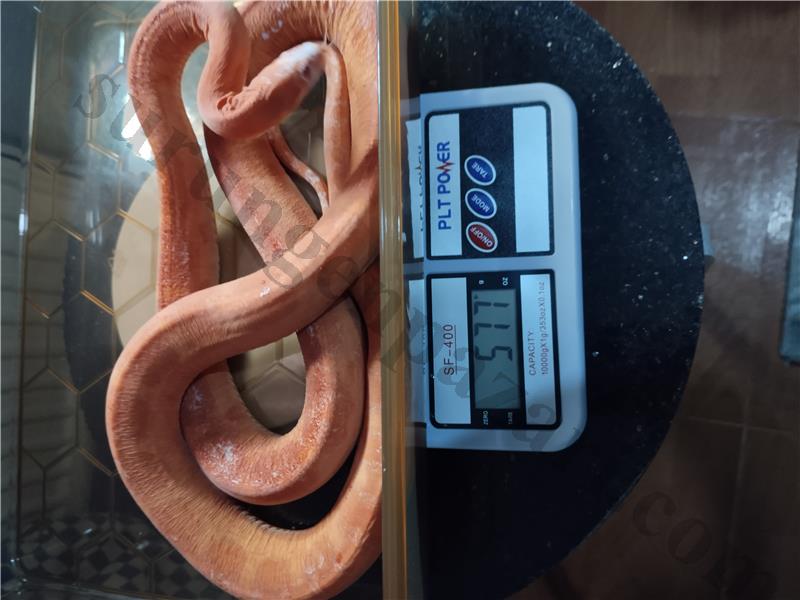 Özel canlı isteyenlerle scaaless adult corn snake 