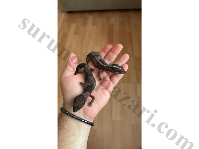 Yasal Çipli AFT Gecko