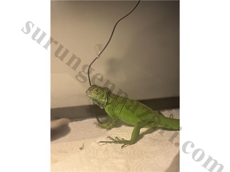 Yavru yeşil iguana