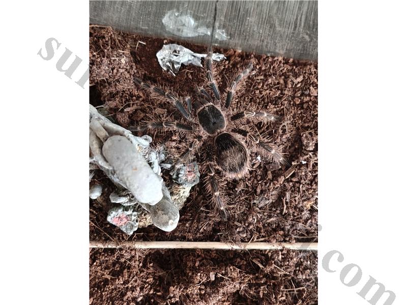 L9 sağlıklı yer türü tarantula 