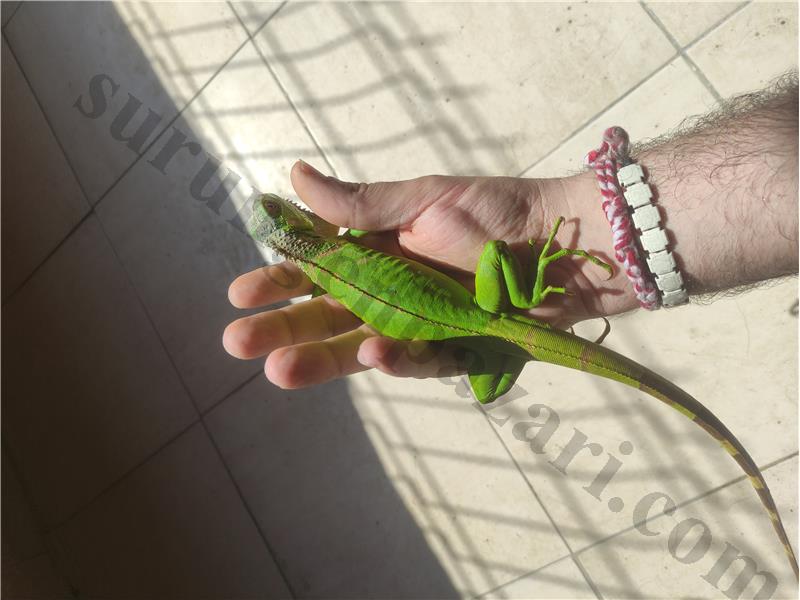 Genç İguana 