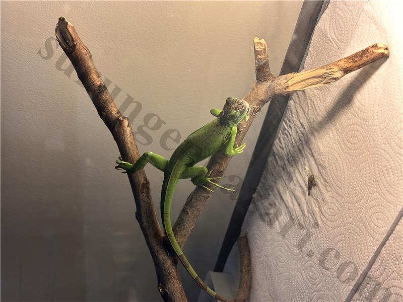 Yeşil iguana