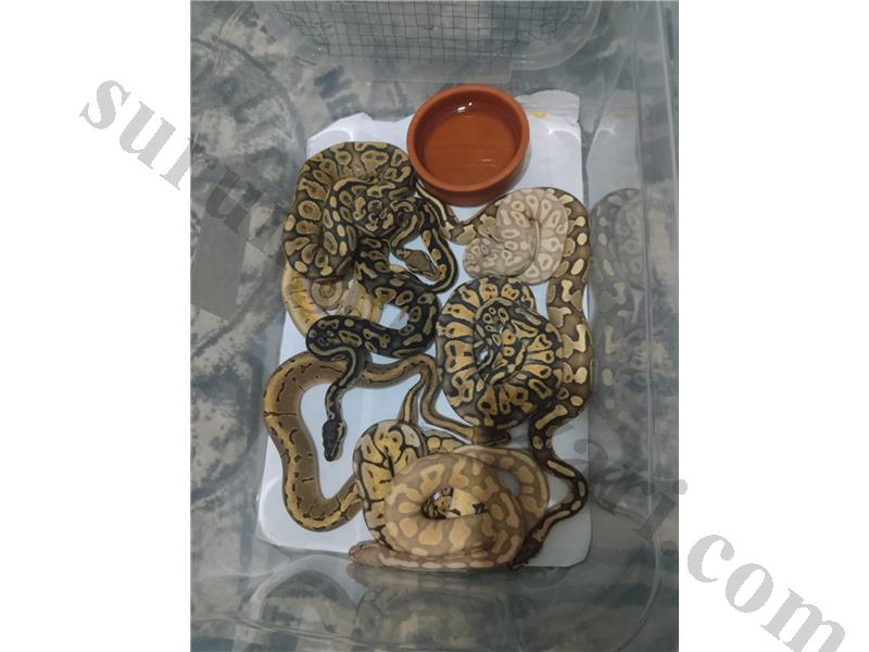 Sağlıklı ve uygun ball Python'ları 