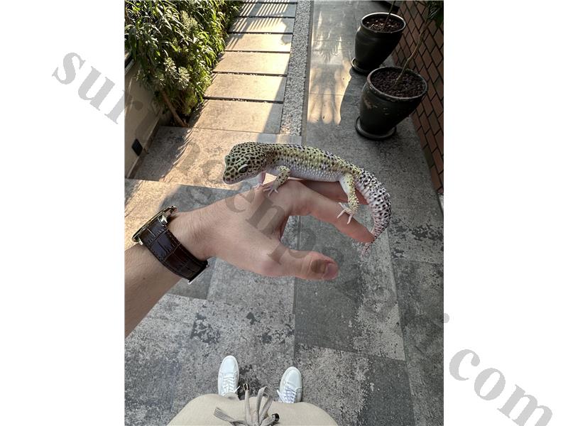 Sağlıklı Yetişkin Leopard Gecko