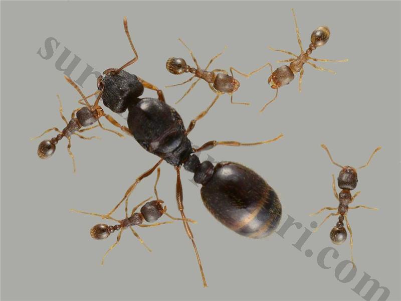 Tetramorium Kraliçe