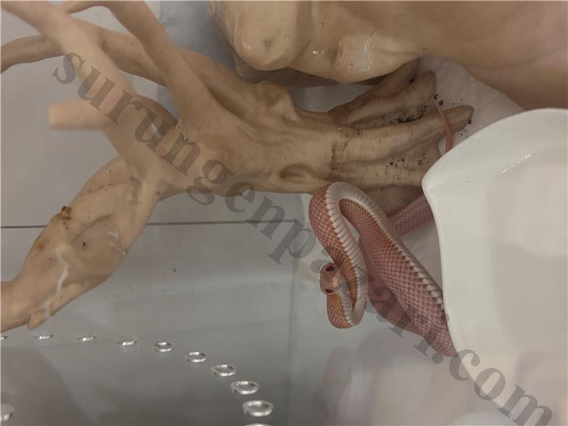 Piyasanın en nadir parçası Özel renk kodu corn snake 12k 