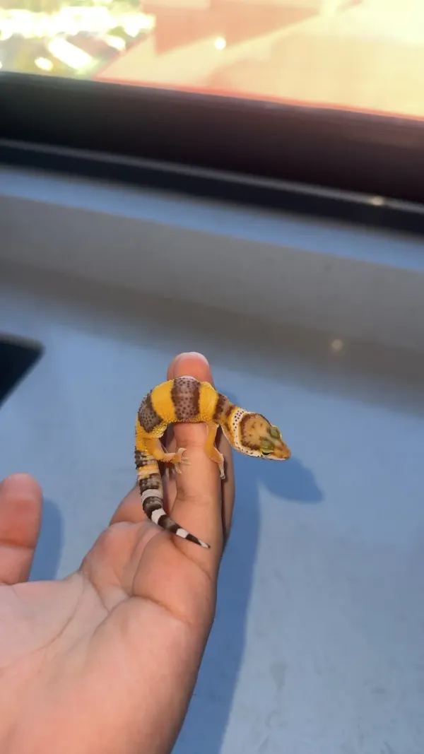 LEOPARD GECKOLAR 3