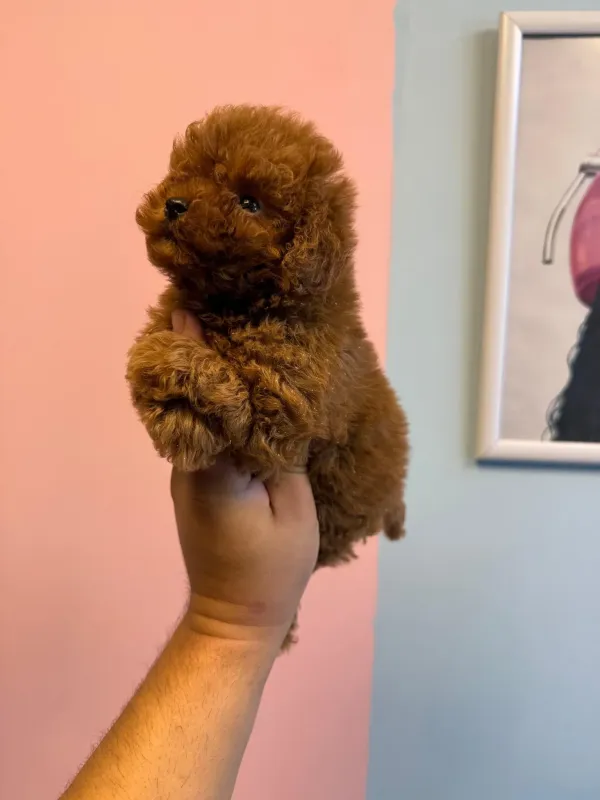 Poodle yavrular 3
