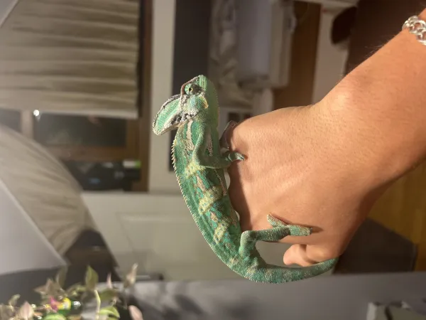 Nadir Yemen Bukelemunu (vieled chameleon) 3