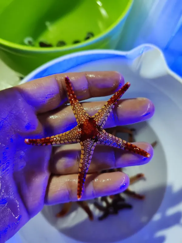 Çeşitli boy ve renklerdeki deniz yıldızlarımız satışta 5