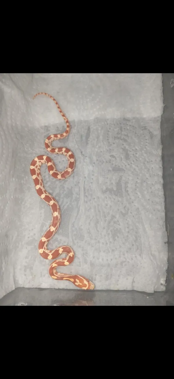 🔥 Üst Düzey Corn Snake Morfları – Kaçırılmayacak Fırsat! 4