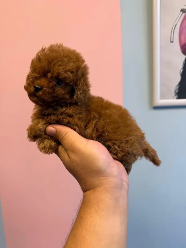 Poodle yavrular 1