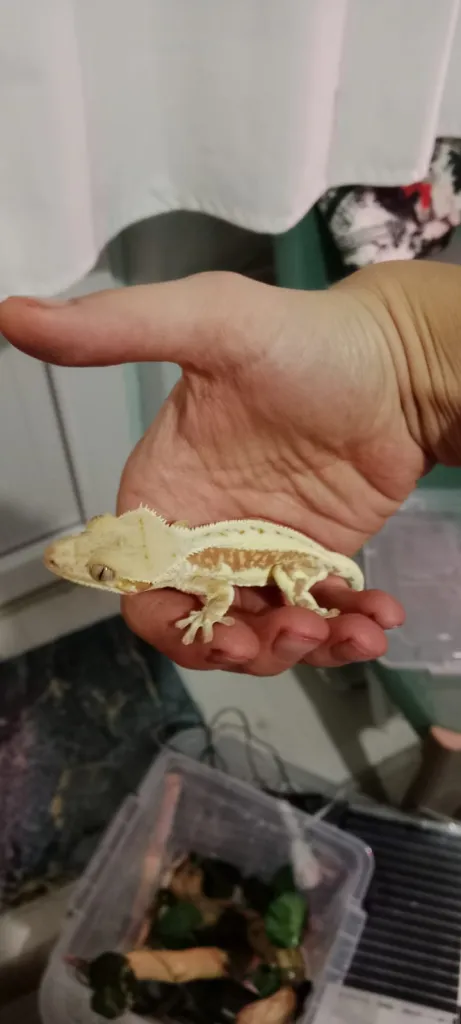 red base lily white crested gecko 1 yaşında sağlıklı erkek hobıiyi bırakacağım için satıyorum teraryum vesaire verlilece 2