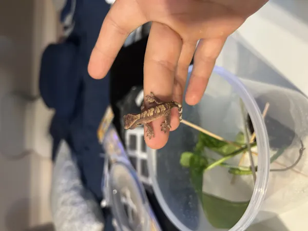 Crested gecko üst kalite yavrular 4