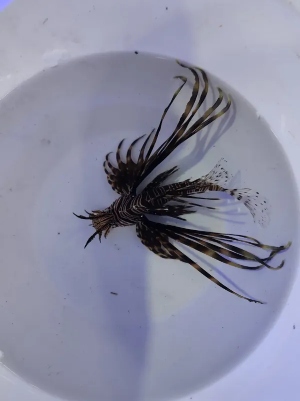 Aslan balığı - lion fish ithalatımız satışta 2