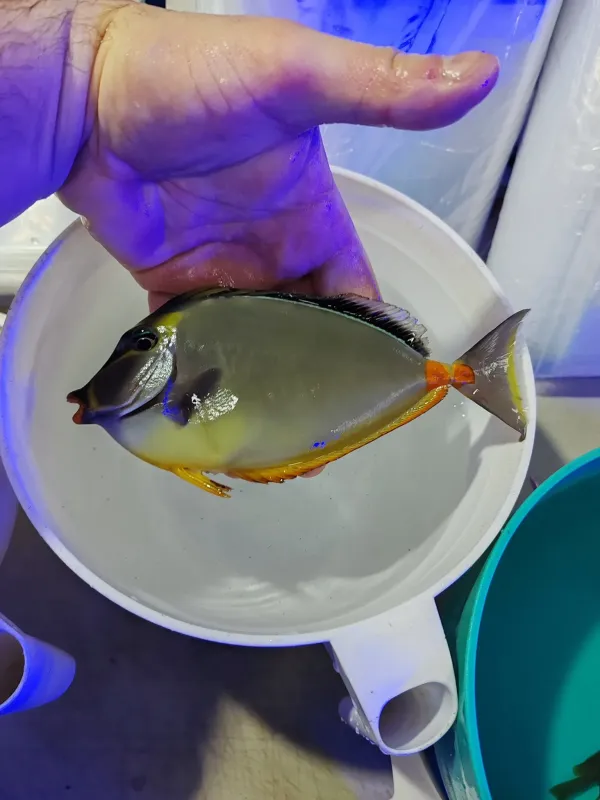 Naso Tang (lipstick tang) sağlıklı ve diri 3