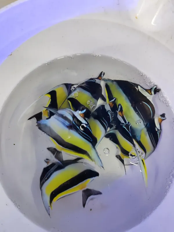 Sağlıklı banner fish (Schooling bannerfish) 2