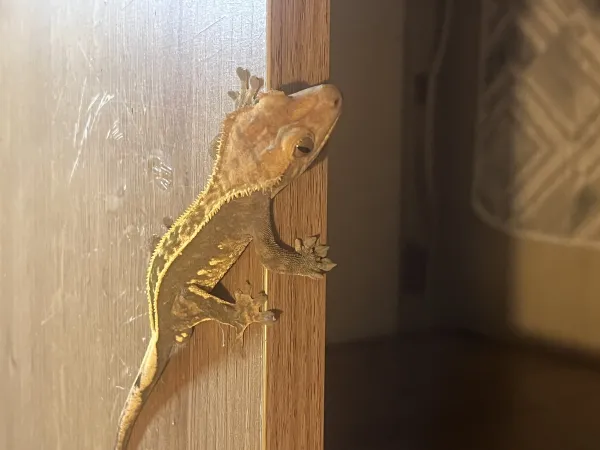 1,5 yaşında sağlıklı erkek Crested Geckolar 3