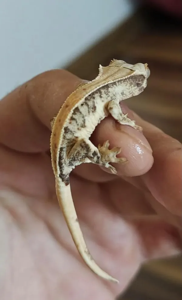 Yavru Crested Gecko 2