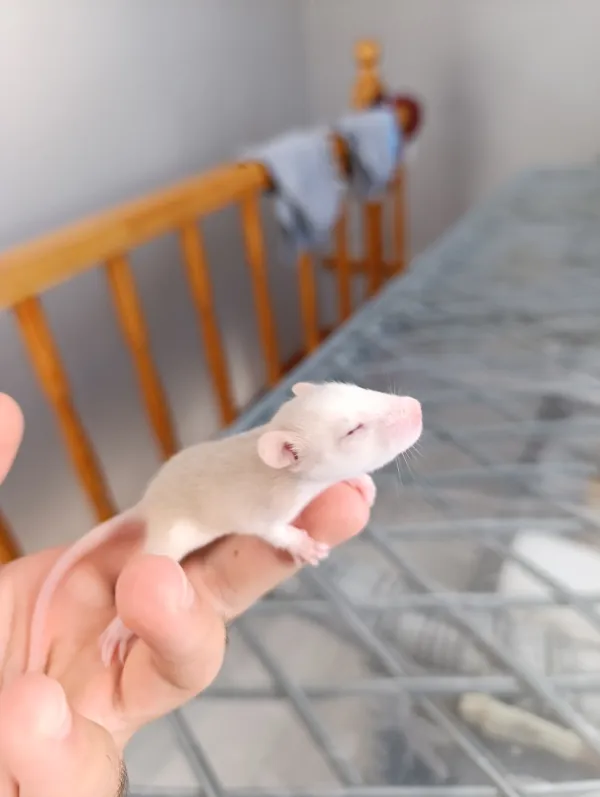 9 adet dumbo husky albino rat yavruları sahiplendirilecektir 2