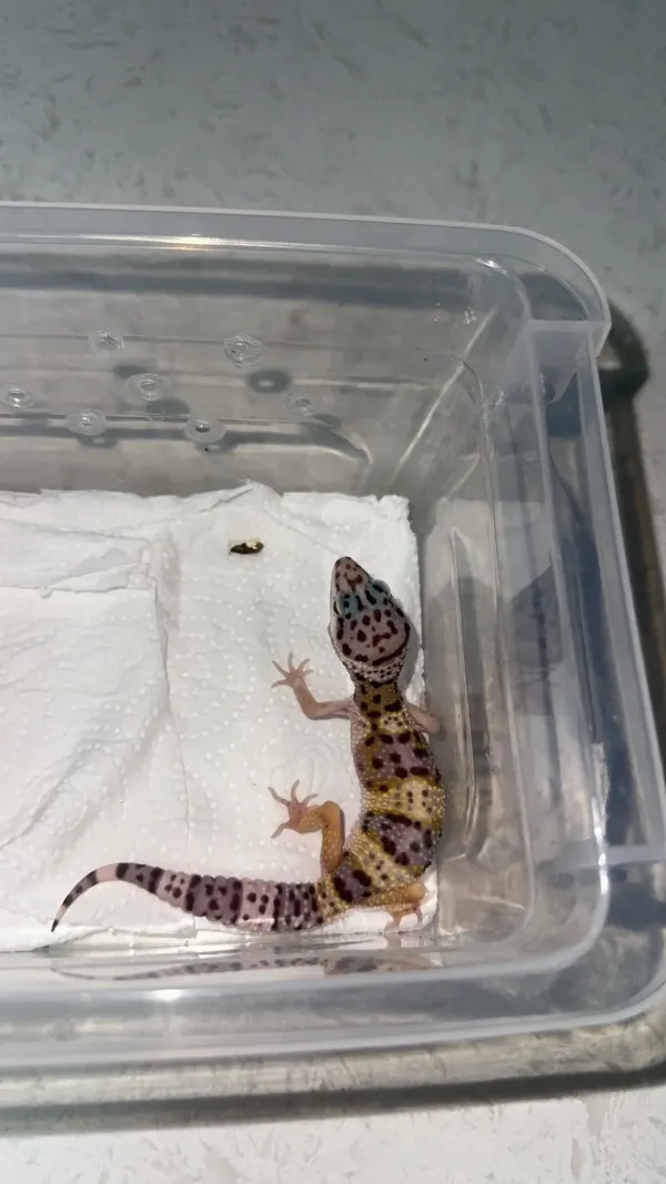 LEOPARD GECKOLAR 4