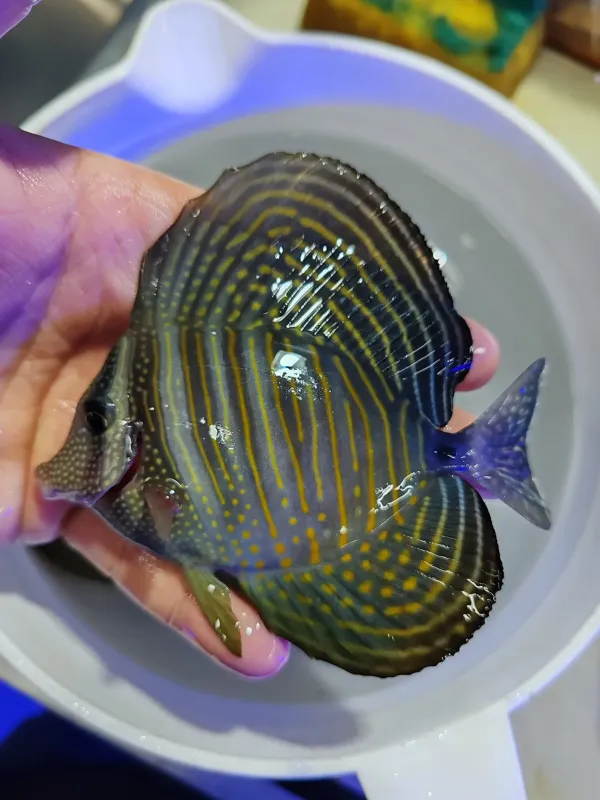 Pacific Sailfin Tang Adult (Zebrasoma veliferum) 2