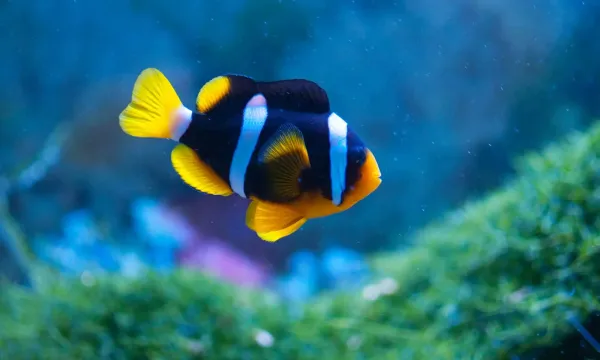 2 adet palyaço balığı clarki clownfish 1