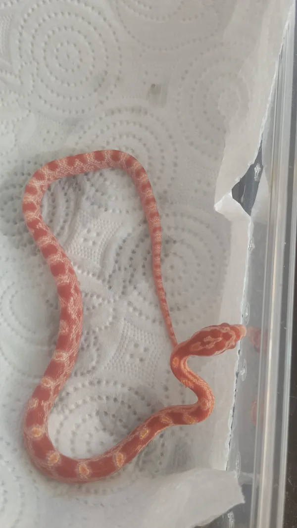 🔥 Üst Düzey Corn Snake Morfları – Kaçırılmayacak Fırsat! 1