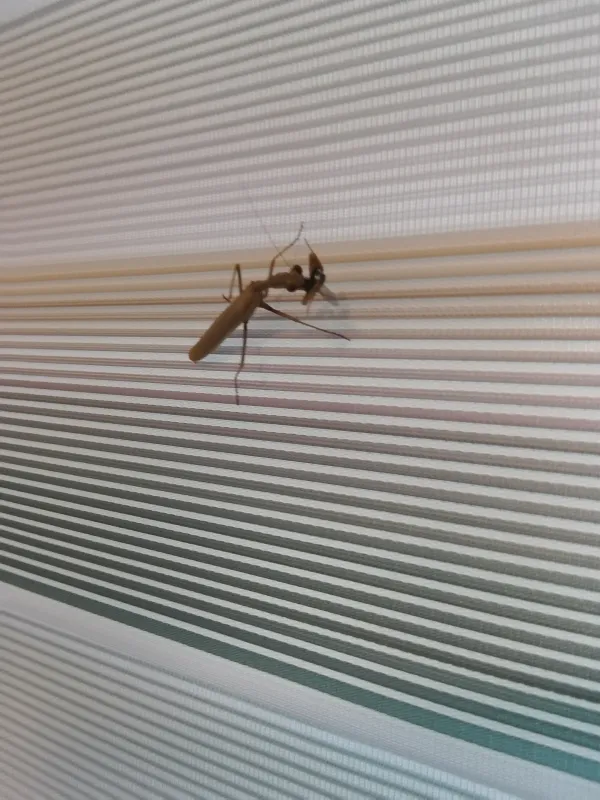 mantis religiosa erkek 2