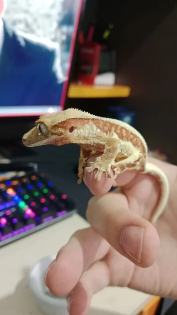 red base lily white crested gecko 1 yaşında sağlıklı erkek hobıiyi bırakacağım için satıyorum teraryum vesaire verlilece 3