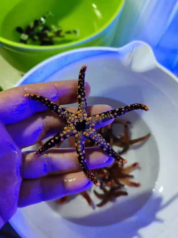 Çeşitli boy ve renklerdeki deniz yıldızlarımız satışta 4