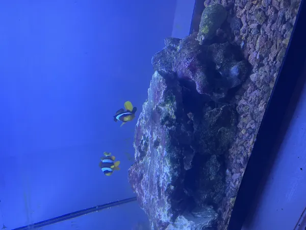 2 adet palyaço balığı clarki clownfish 2