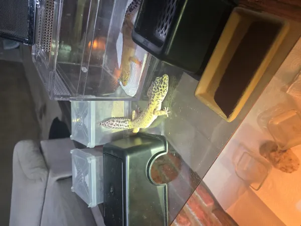 Leopard gecko dişi ve erkek sağlıklı 2