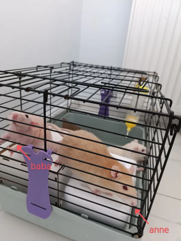 9 adet dumbo husky albino rat yavruları sahiplendirilecektir 4
