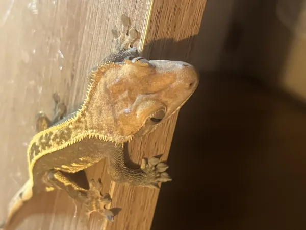 1,5 yaşında sağlıklı erkek Crested Geckolar 2