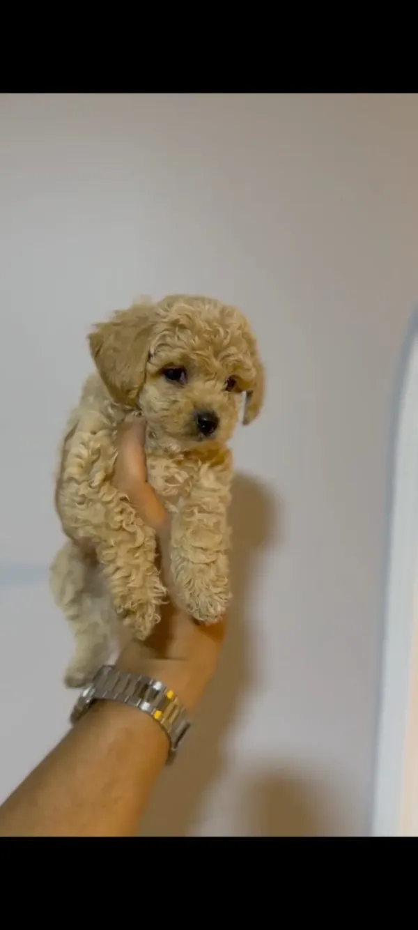 Irk garantili aşılı poodle yavrular 1